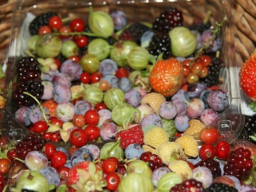 משק לוי קטיף עצמי